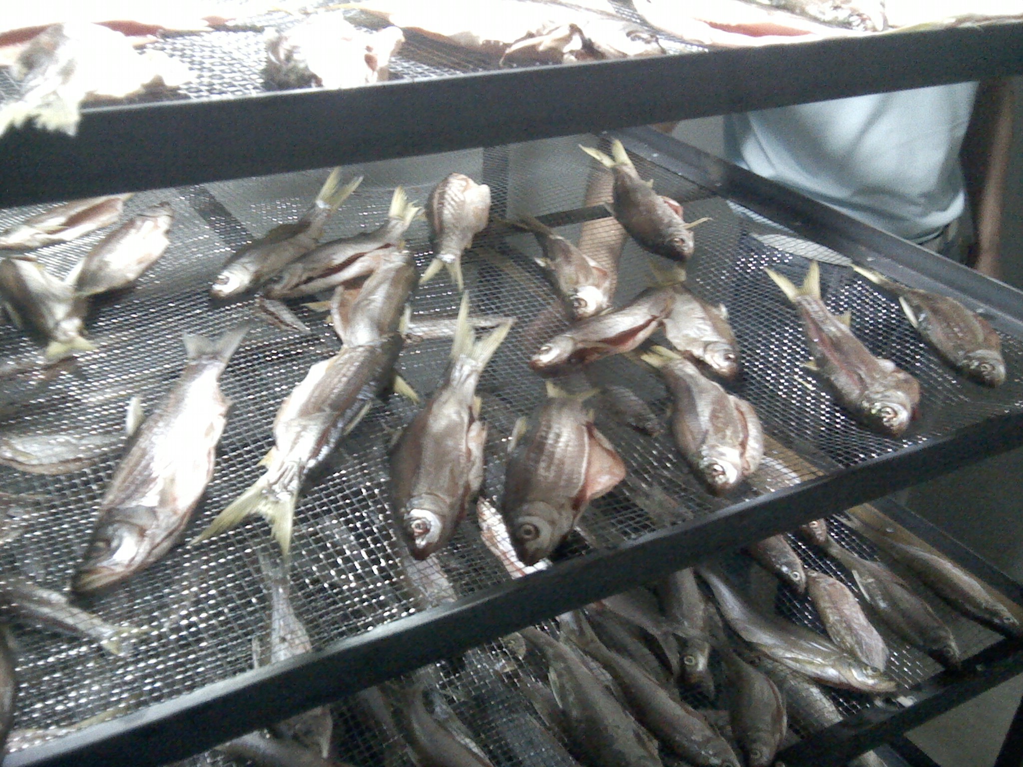 Pengeringan ikan